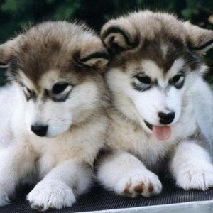 Meet your Posher, Amelia